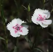 关于T	?嵲H}q写?汼鳎鴞:的信息